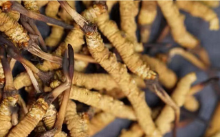 真正好的冬虫夏草多少钱一斤？2026年那曲虫草价格指南