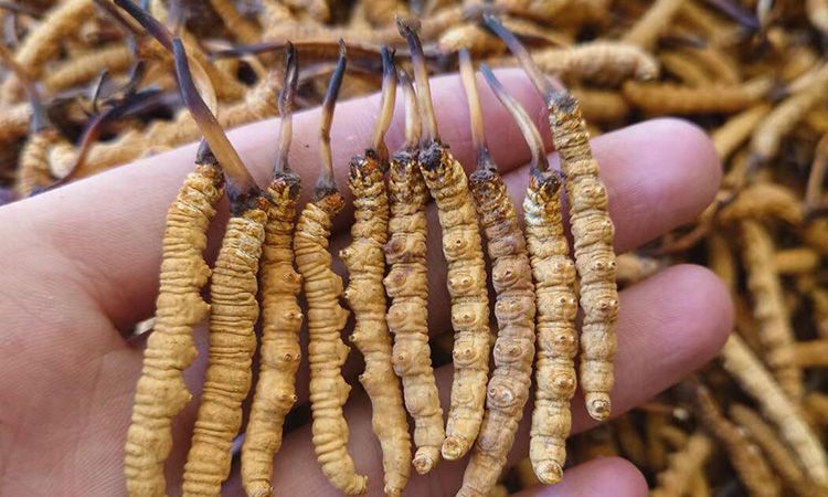 冬虫夏草主要产地详解