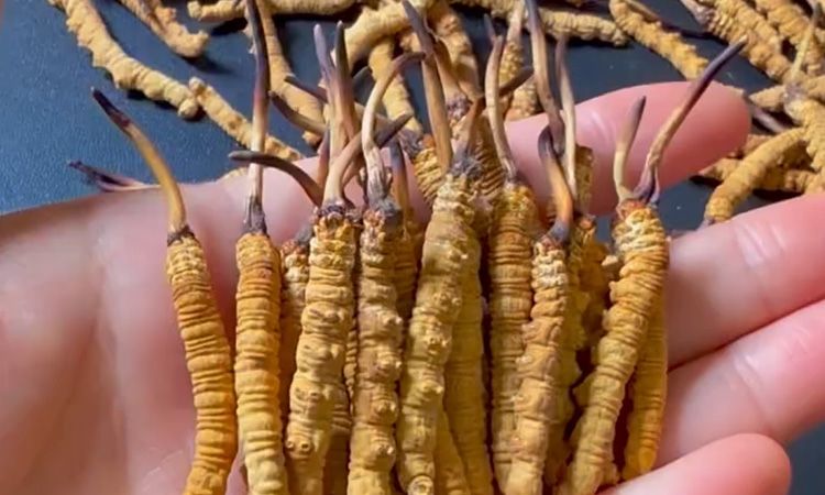 冬虫夏草正品怎样辨别