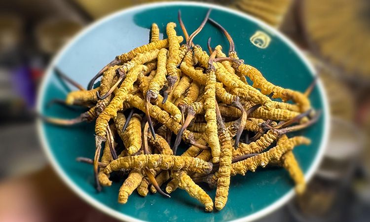 揭秘冬虫夏草采挖前后变化:那曲雪域珍品的采挖密码