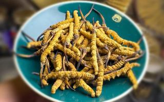 揭秘冬虫夏草采挖前后变化：那曲雪域珍品的采挖密码