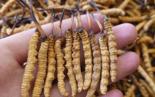 冬虫夏草主要产地详解：那曲雪域，虫草的黄金摇篮