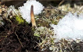 揭秘冬虫夏草的形成：那曲雪域孕育的自然奇迹