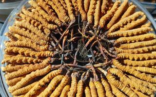 冬虫夏草保存盒能放多久？藏农神草那曲源头品牌，教你科学存出好品质